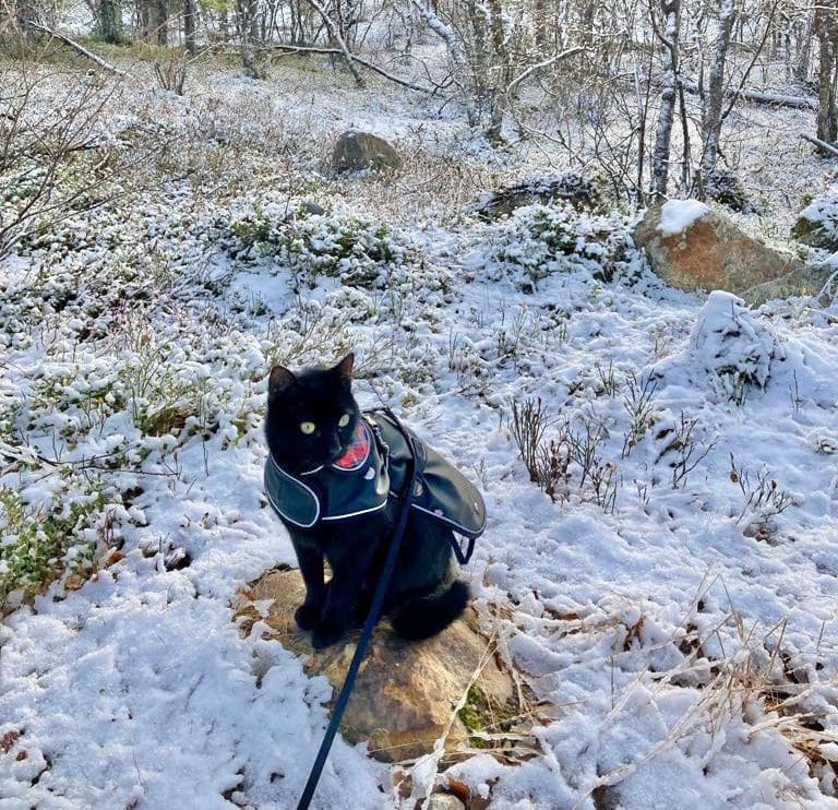 frodo-gato-viajero-aurora-boreal
